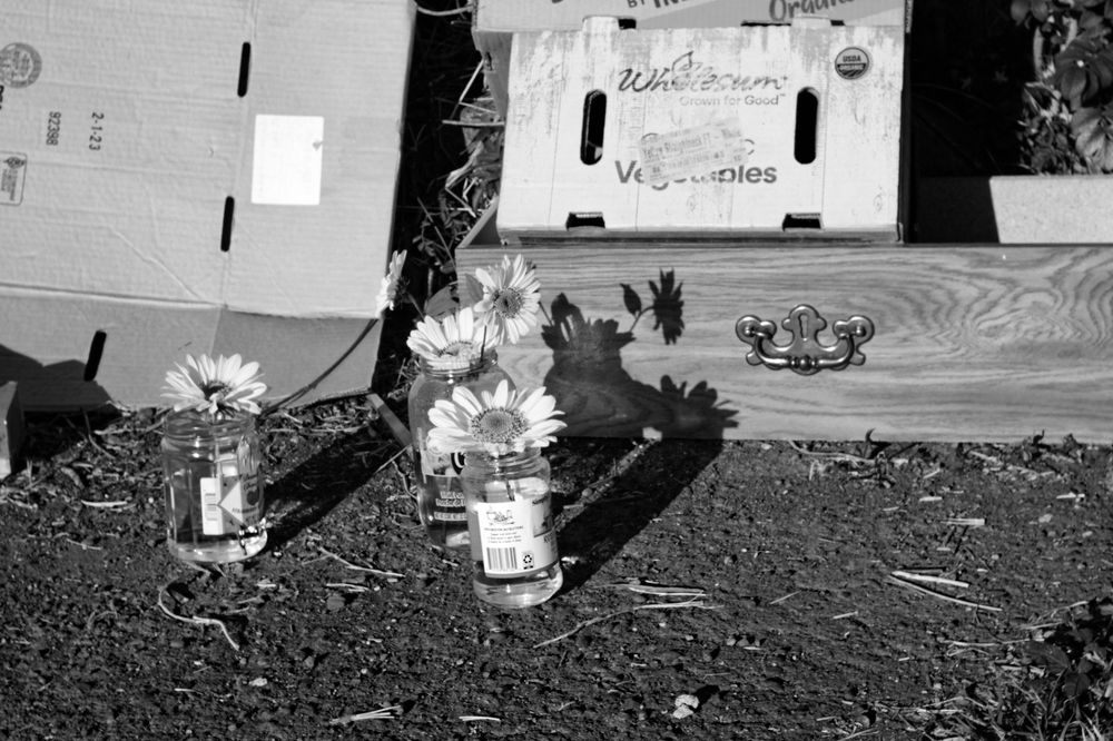 A black and white photo of some flowers in glass jars on the ground in front of the decaying remains of a free-box
