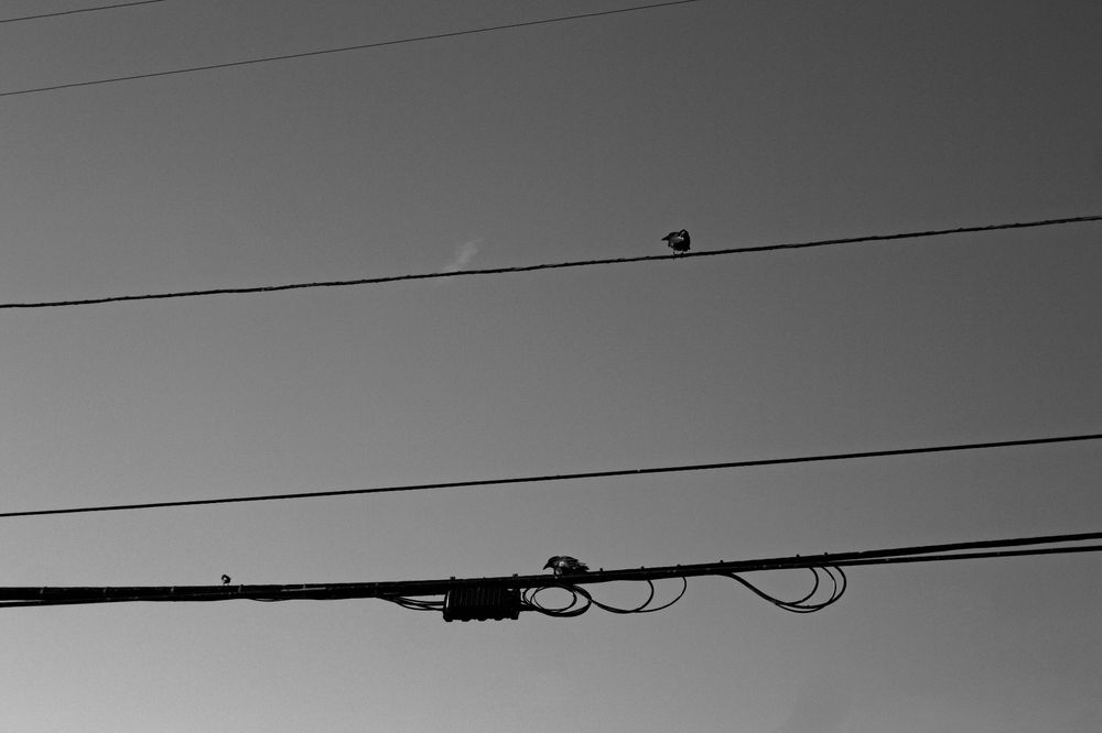 A black and white photo of two ravens and some tiny bird on power lines.
