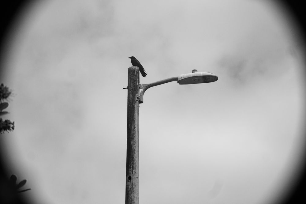 A black and white photo of a crow on top of a tall street light pole.