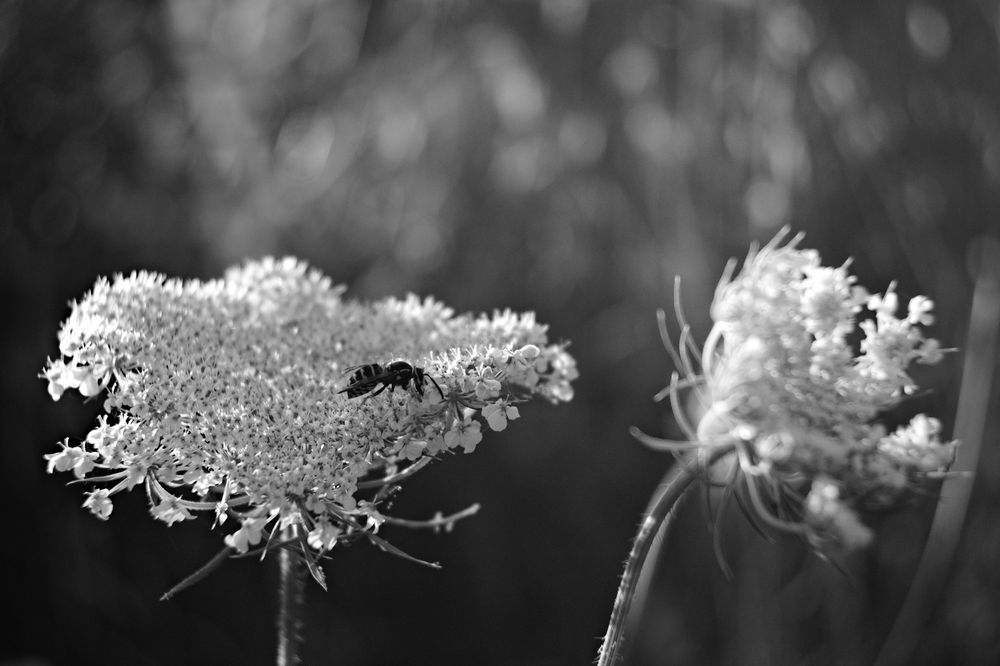 A black and white photo of a bee on a white flower.
