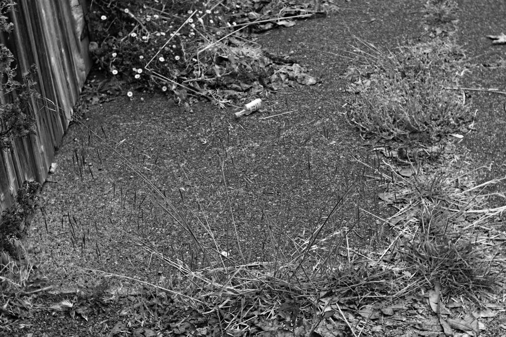 A black and white photo of an empty mini alcohol bottle on a sidewalk, with grass growing from the cracks in the sidewalk on two sides, small flowers on another, and the bottom of a wooden fence just visible on the fourth.