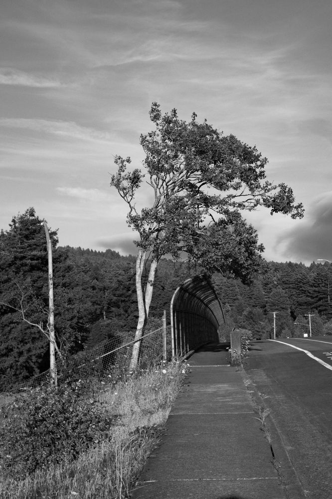 A black and white photo of a tree growing over the fence on the side of a bridge.