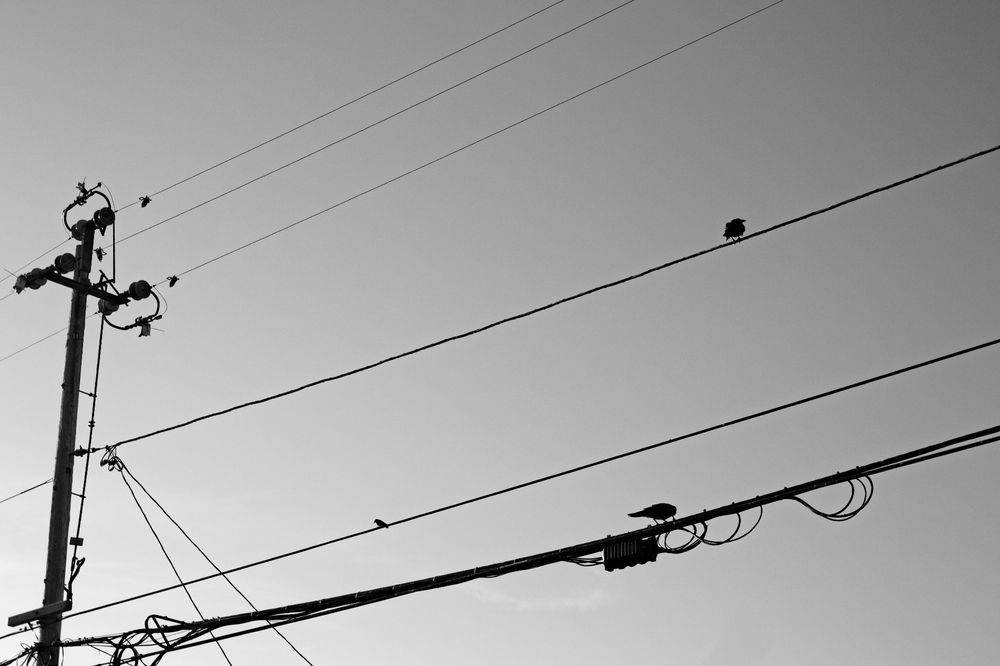 A black and white photo of two ravens and a little tiny bird on power lines.