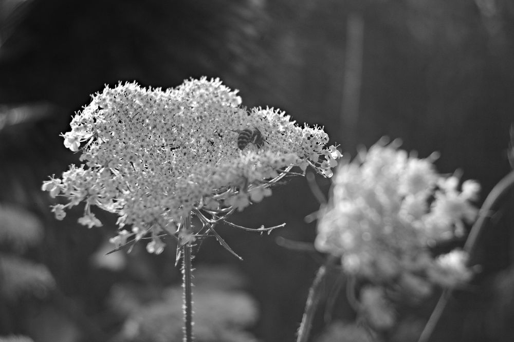 A black and white photo of a bee on a white flower.