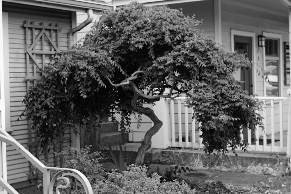 A black and white photo of a tree in front of some buildings that used to be houses. The tree almost has a parasol shape, and has a lot of twists and curves in it's trunk and branches.