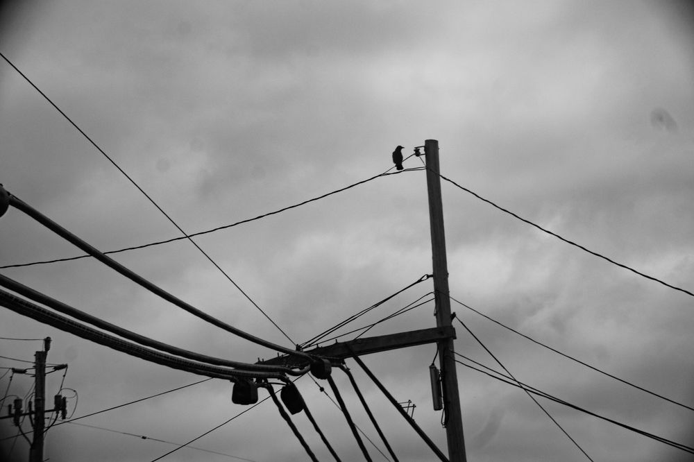 A black and white photo of a crow on some power lines.