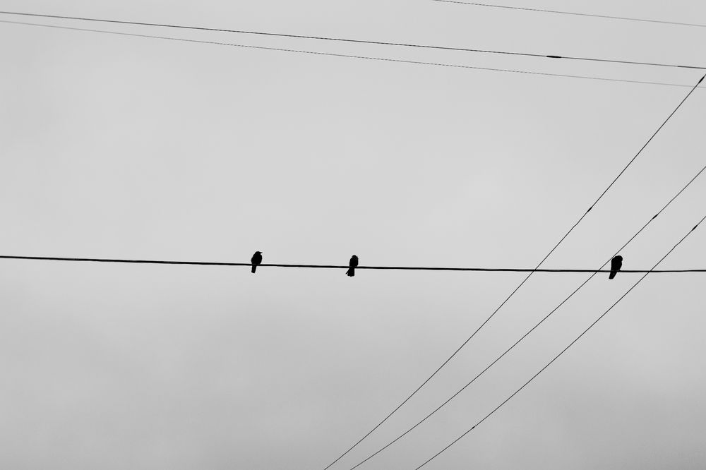 A black and white photo of three crows sitting on a wire, with cloudy sky behind them.