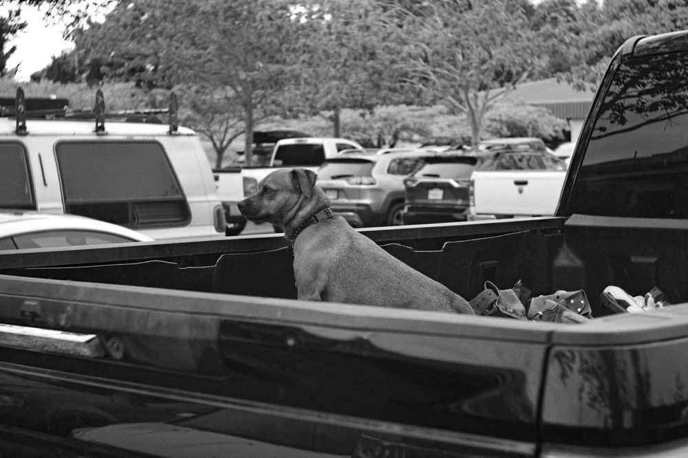 A black and white photo of a puppy in the bed of a pickup truck. Possibly waiting for it's human to return.