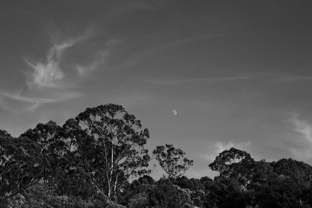 A black and white photo of the moon over trees.