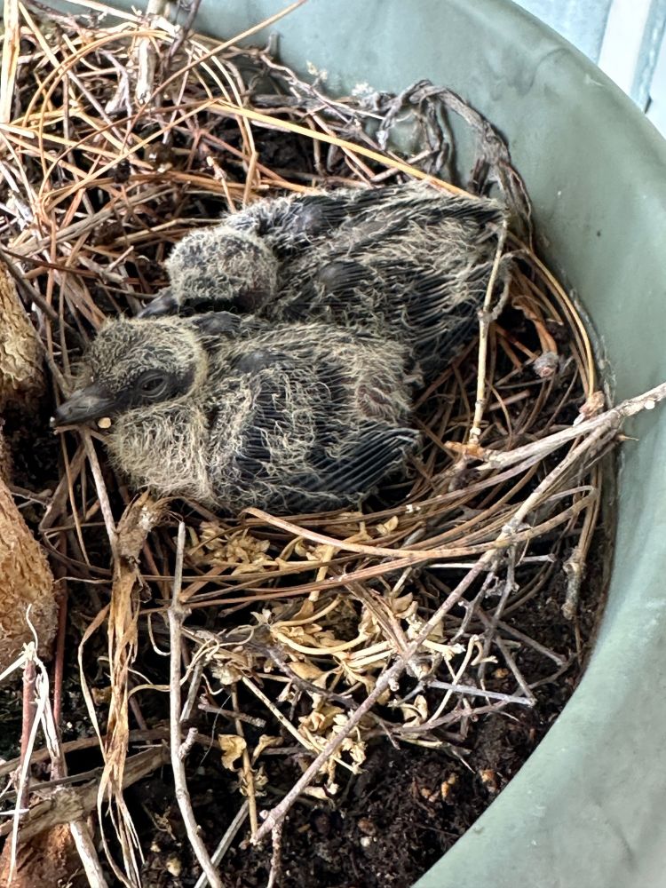 Two mourning dove chicks in a ficus flower pot