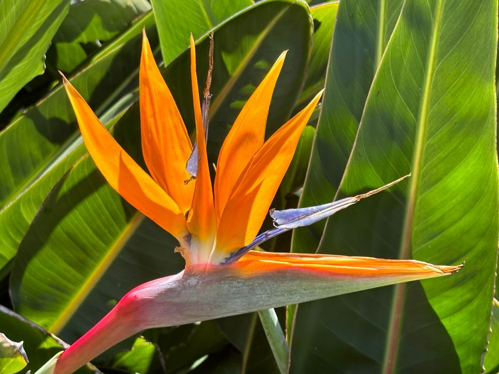 Bird of Paradise flower with leaves in the background