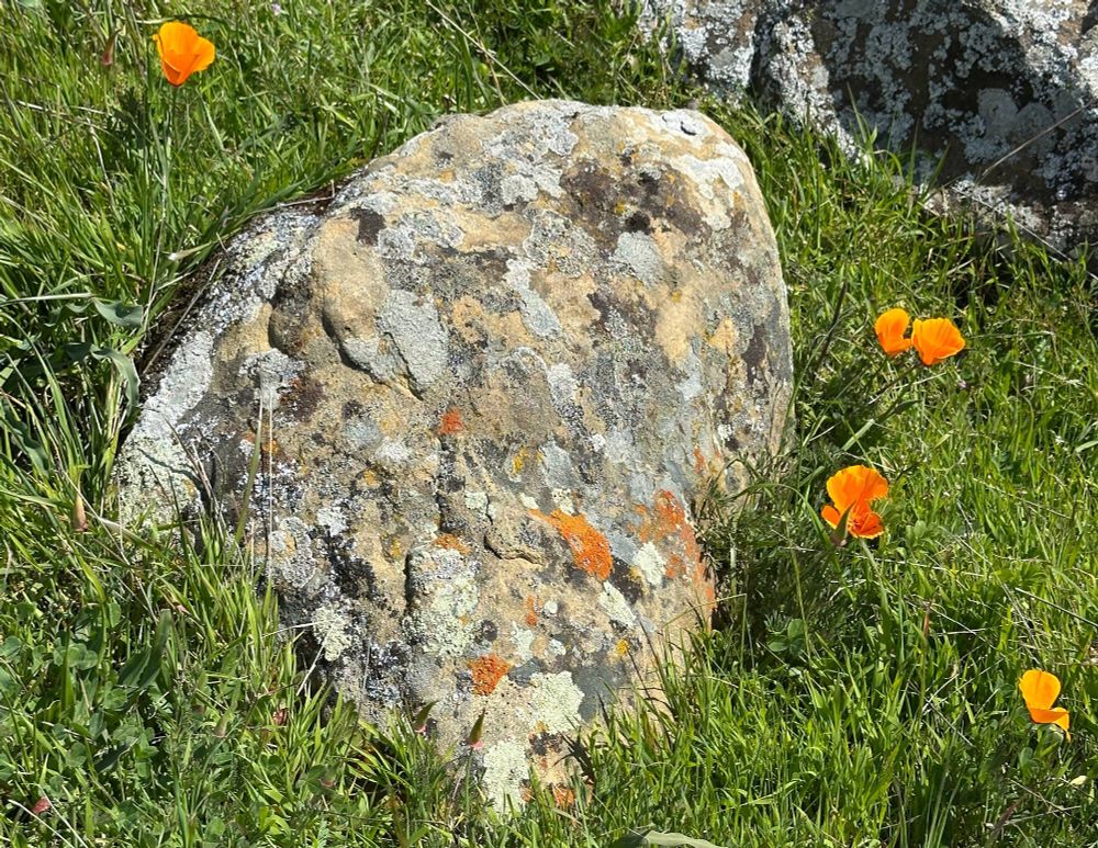 Boulder covered in different patterns and colors of lichen and surrounded by California poppies.