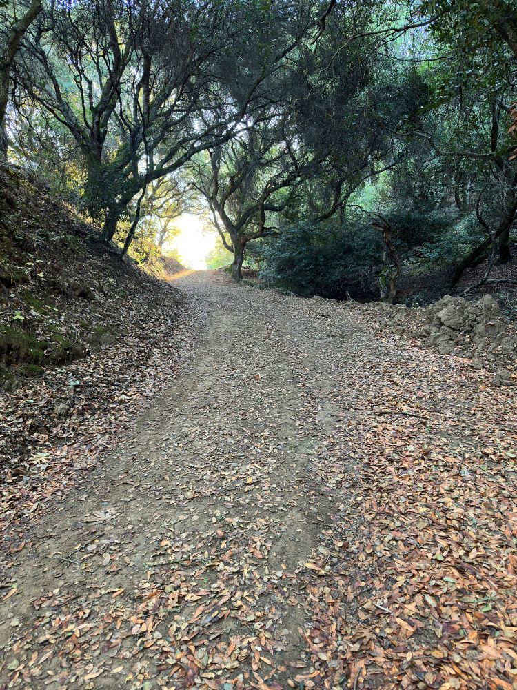A leaf covered trail that is tree covered with a bright exit in the distance