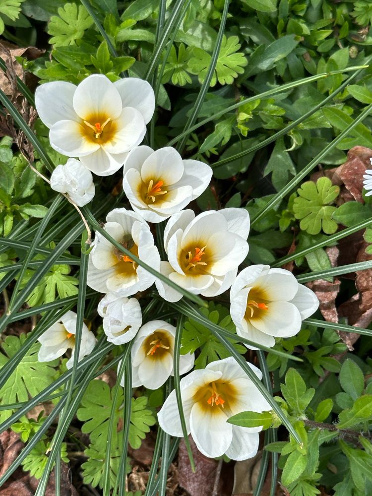 A bunch of white crocus