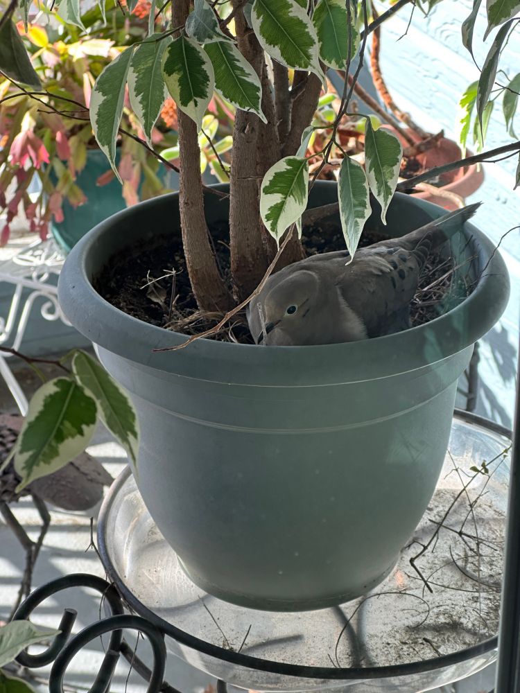 Mourning dove sitting on her chicks in a ficus flower pot