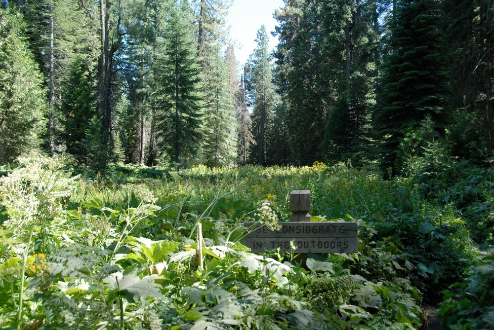 Forest meadow surrounded by trees and a sign about being considerate in the outdoors.