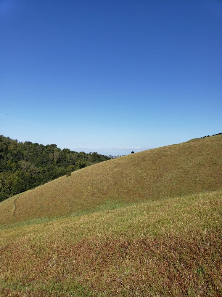 Lone cow in the distance on a vast, grass covered hillside