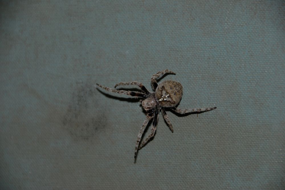 Orb Weaver Spider Closeup