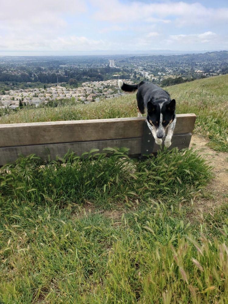 Border Collie - Red Heeler dog leaping over the back of a bench in the East Bay, overlooking the San Francisco Bay