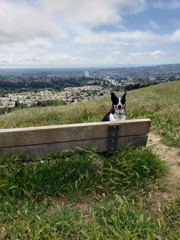 Border Collie - Red Heeler dog sitting on a bench in the East Bay, overlooking the San Francisco Bay