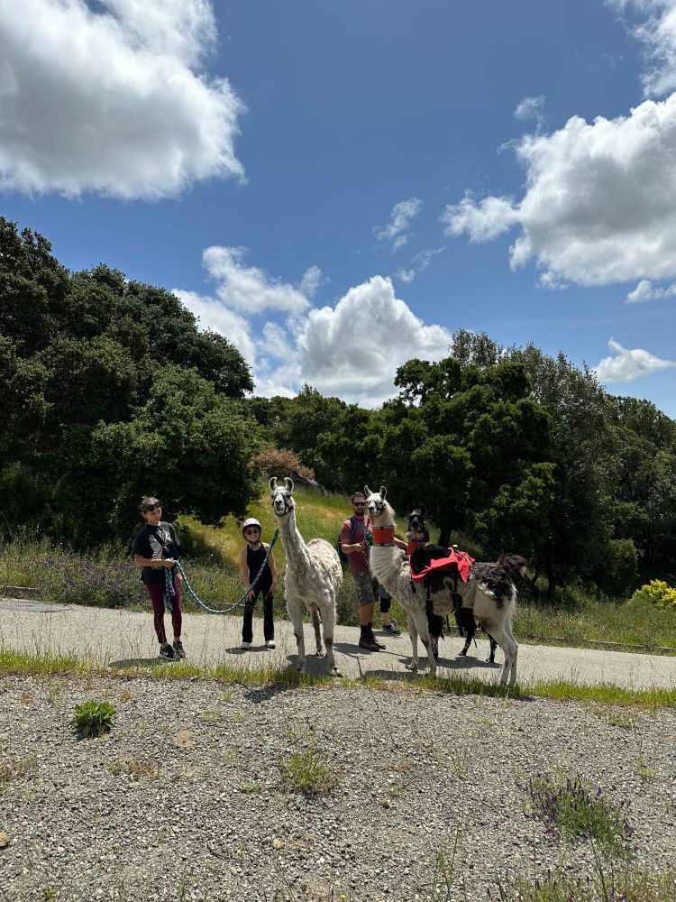 A family out walking their llamas