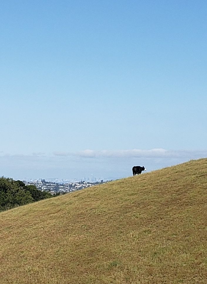 Zoomed in image of a lone cow on a vast, grass covered hillside with San Francisco in the distance.