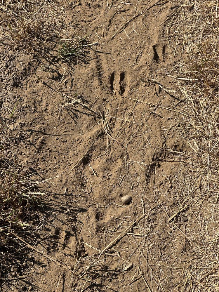Deer prints along the trail