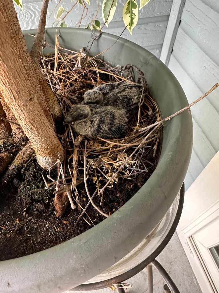 Two mourning dove chicks in a ficus flower pot