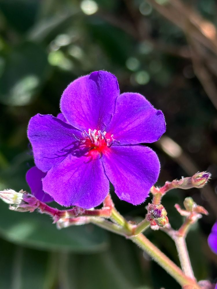 Bright, purple flower
