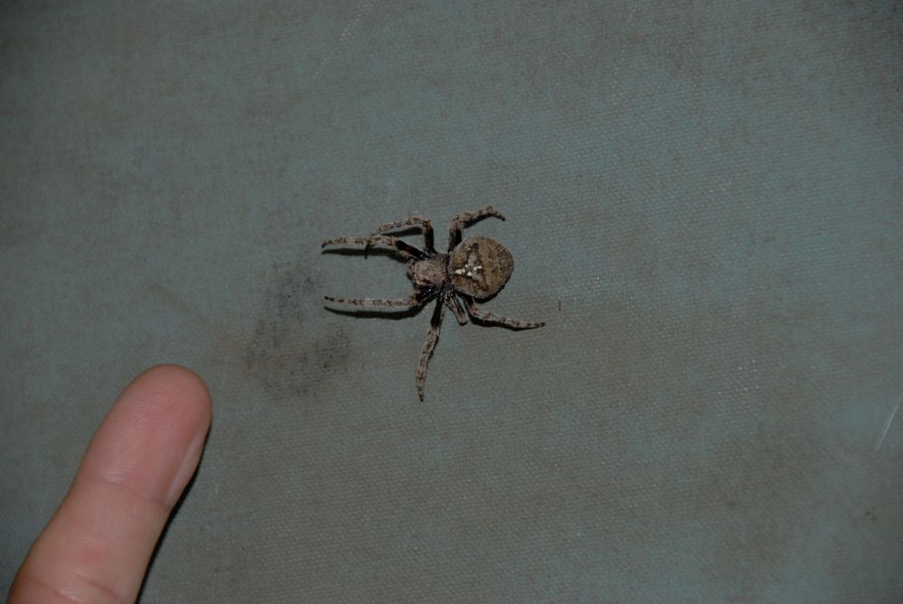 Orb Weaver Spider