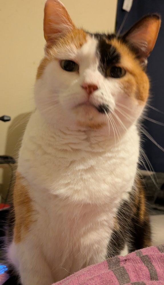 Calico cat stood upright looking at the camera with a grumpy expression in her face