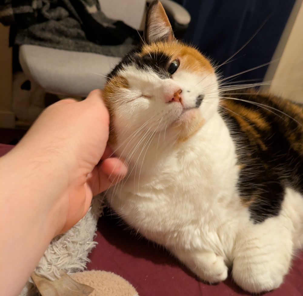 Calico cat lying on a red bedsheet getting petted on the ear