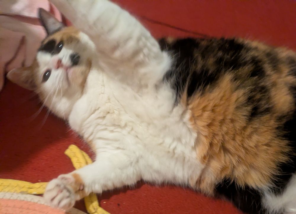 Calico cat lying on her back on a red carpet with ons paw to one side and one stretched above her head. 