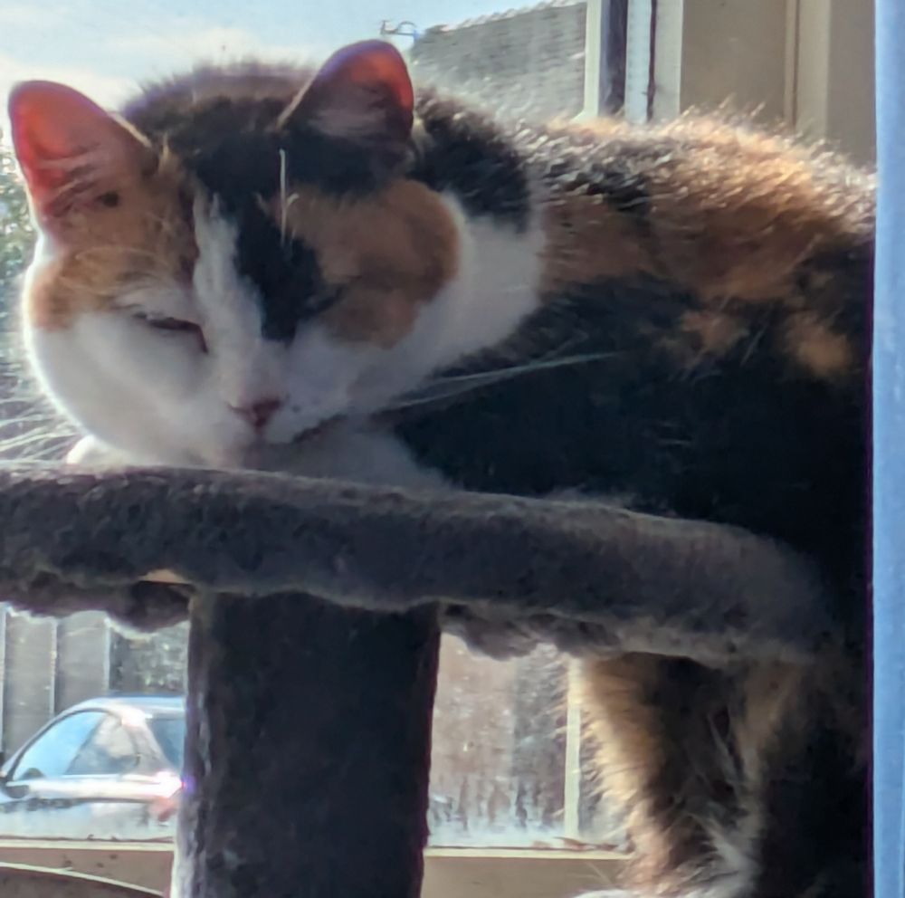 Calico cat asleep on the circular platform if a grey blue cat tower