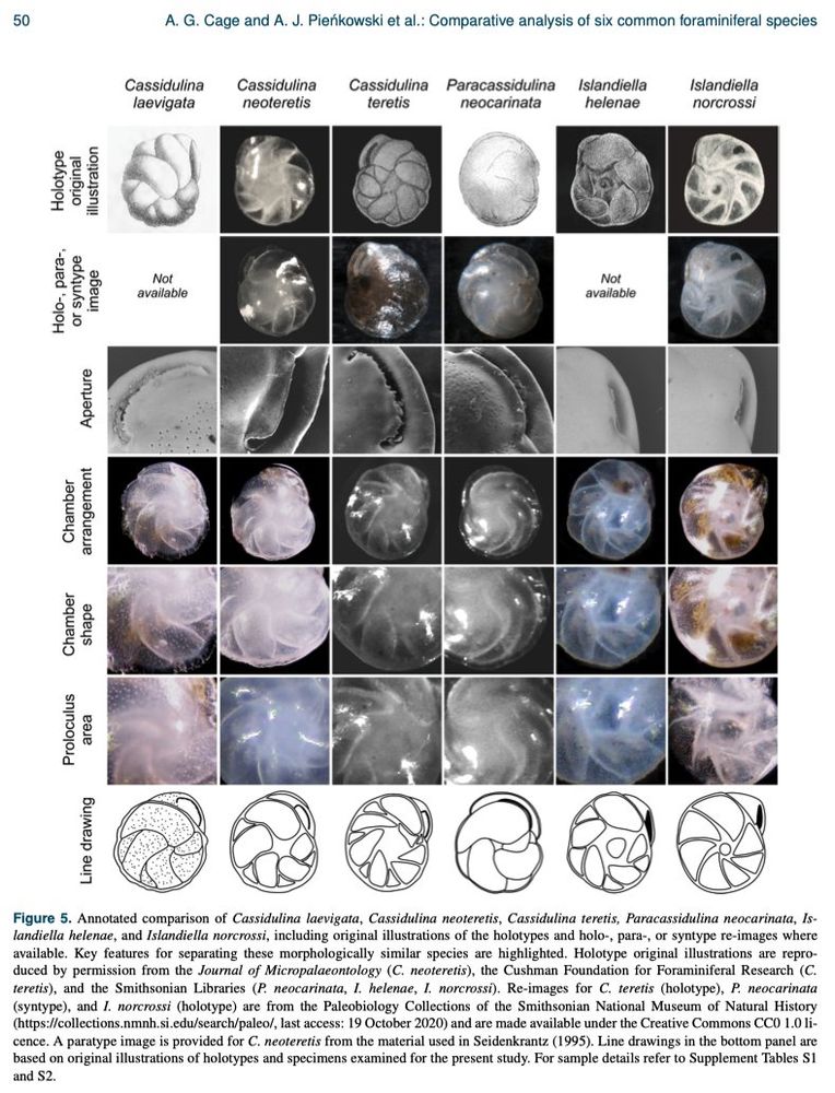 An image of a figure from our paper which shows different images of foraminifera including light microscope and SEM images for similar looking species.