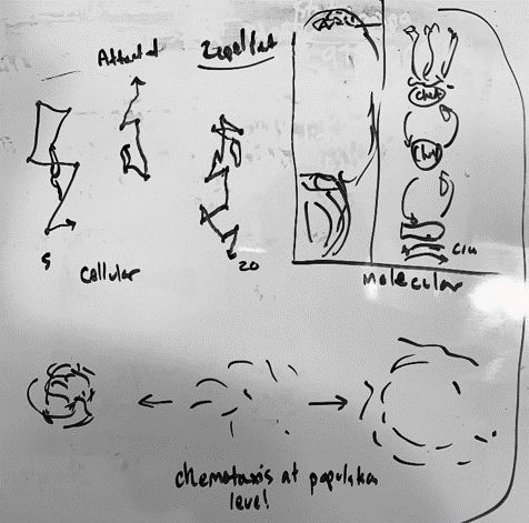 hand drawn science diagrams