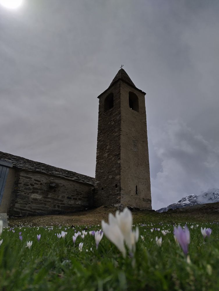 Krokus mit Kirchturm 