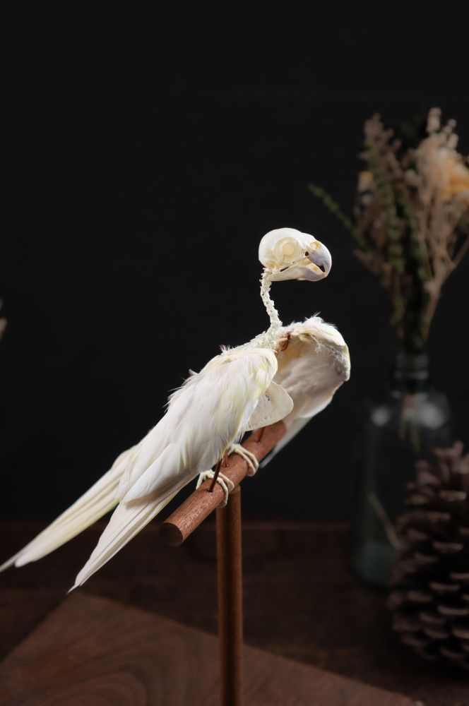 オカメインコの骨格標本