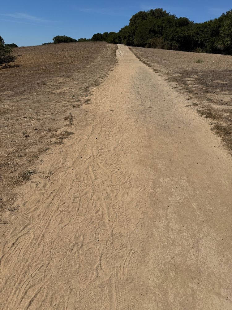 Panorama Trail on a gentle slope, with bike and human tracks in the soft sand.