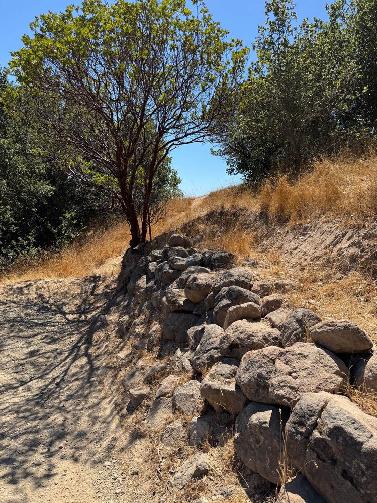Hand-built wall of stones leads to a Madrone tree.