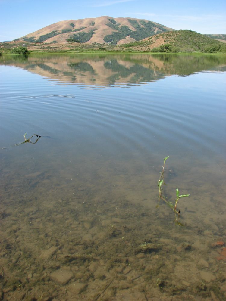 A mountain reflected in a lake. Nearer to the camera, the bottom of the lake is visible.
