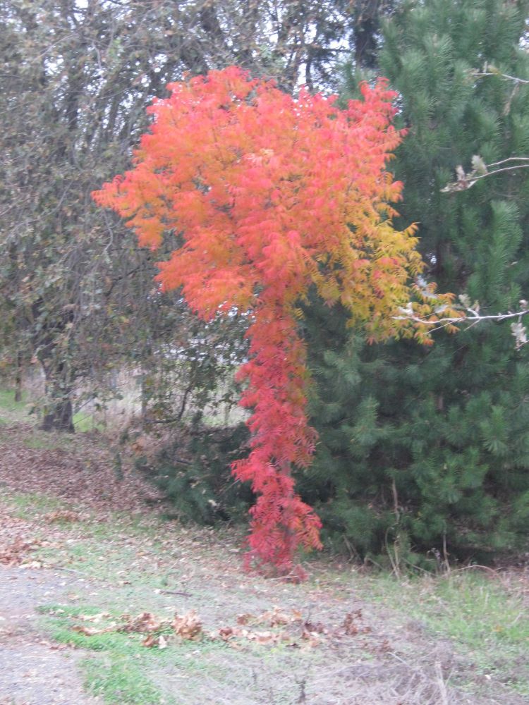 Among plain green and brown trees, a small tree is cloaked in flashy orange and yellow leaves.