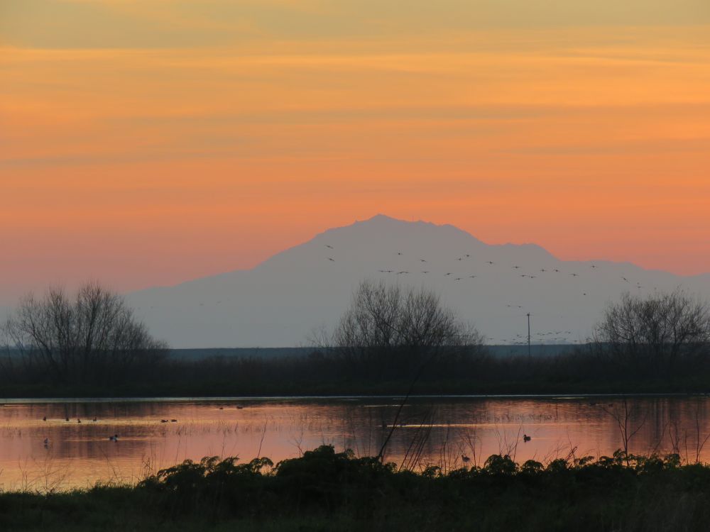 Silhouette of a mountain against pastel pink-orange skies. In front, a few shrubs and still water.