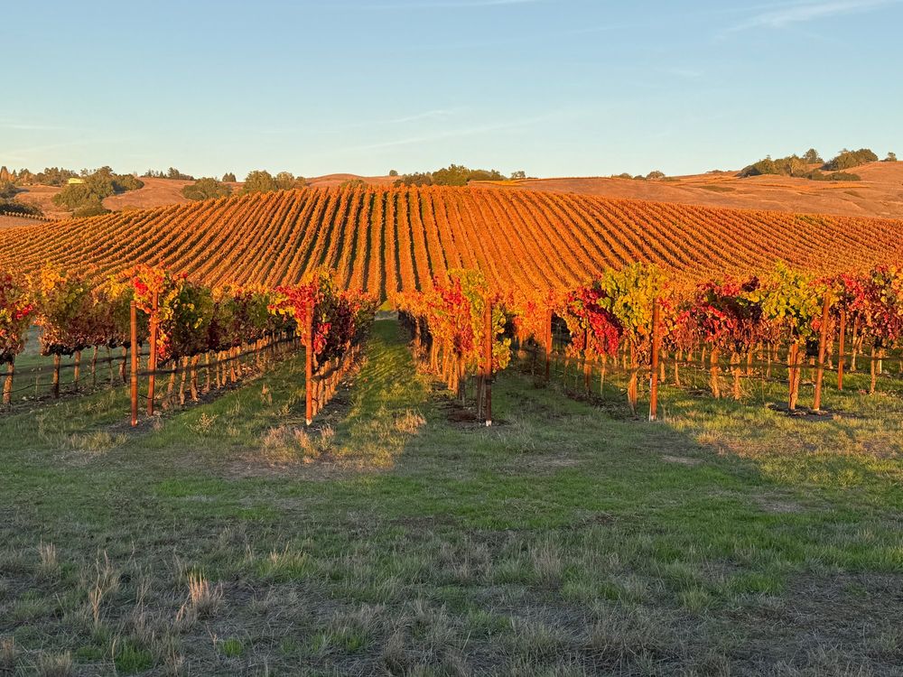 Vineyard with parallel rows of grapevines curving over a rise, whose leaves have turned orange and red, lit golden by the setting sun.