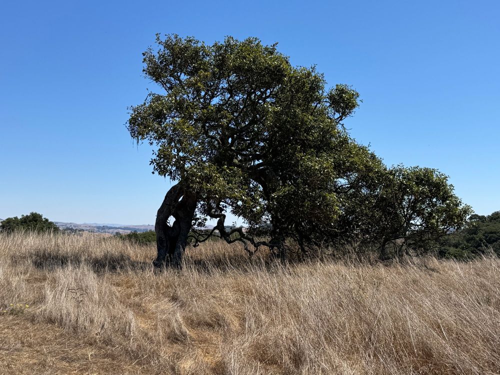 A tree with two trunks twisted around each other, leaving spaces you can see through.