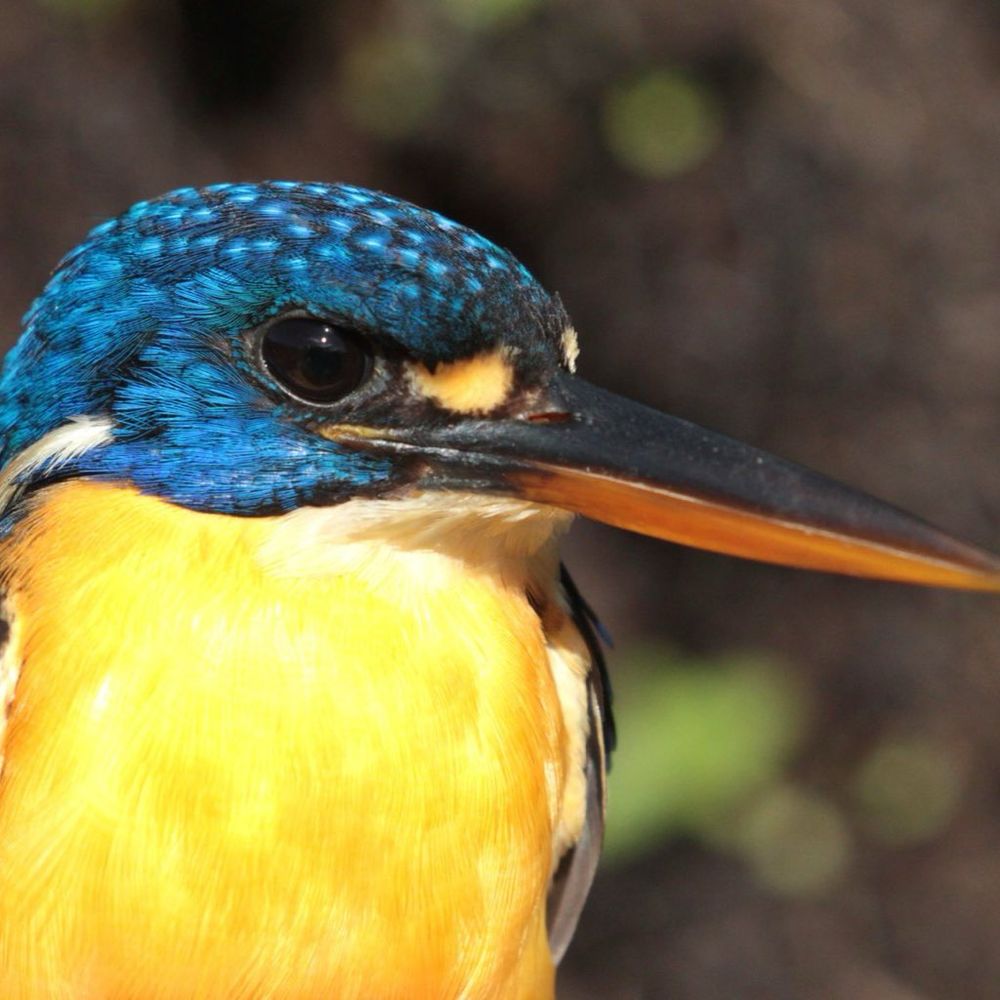 a close-up photo by Corey Callaghan of a malaita dwarf kingfisher