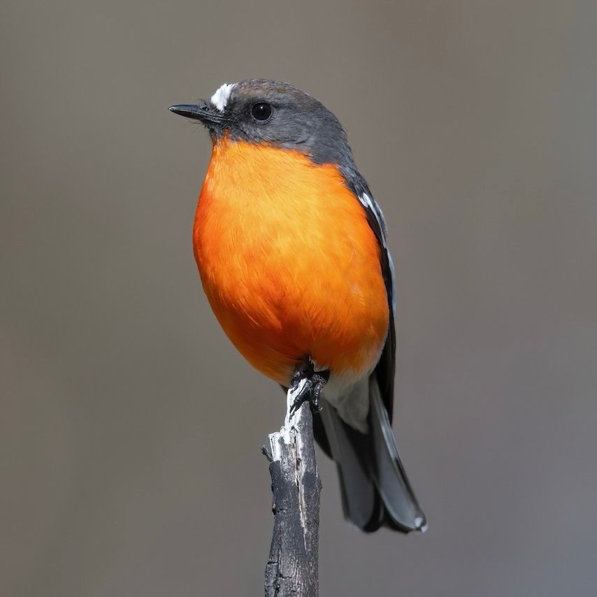 A photo of a flame robin by Cary Lewis standing on a branch