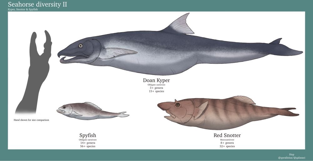 Whilst other seahorses on Scylios would further develop their unique physiques and still resemble their ancestors, the same could not be said for other groups. One lineage would further strengthen the curling muscles in their tails, eventually resembling no other fish.

•Doan Kypers are the largest of all seahorse descendants, with an appetite to match it. A lack of any ancestral dentition meant they had to get creative when it came to capturing prey. Extensions of bone and scale would eventually substitute teeth. They are considered a delicacy in many northern cultures.

•Red Snotters are fish with an extremely unusual appearance. A large, red protrusion on their face is their most prominent feature. The use of this organ is unknown, though sexual display is considered most likely. Their hunting strategies consist most of staying close to the ocean floor and suctioning in their food with big gulps.