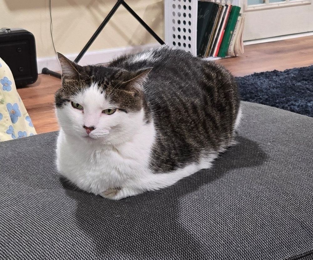 Fergus the cat 