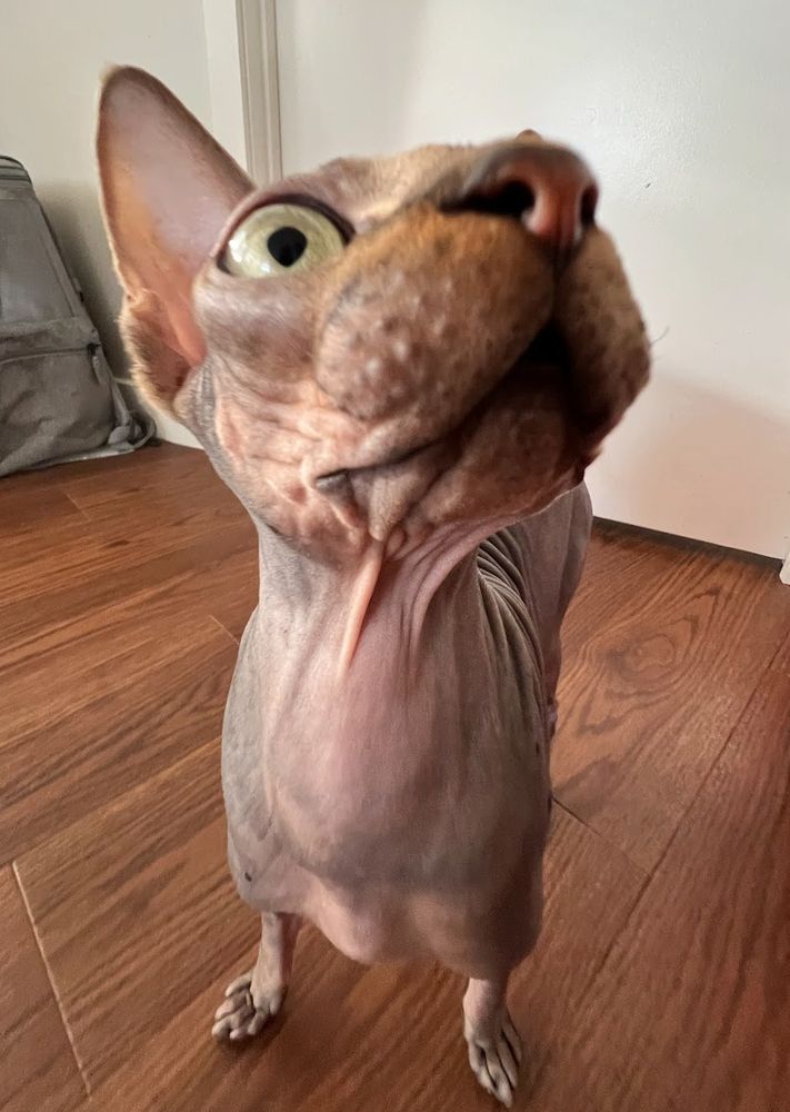brown sphynx cat sniffing you